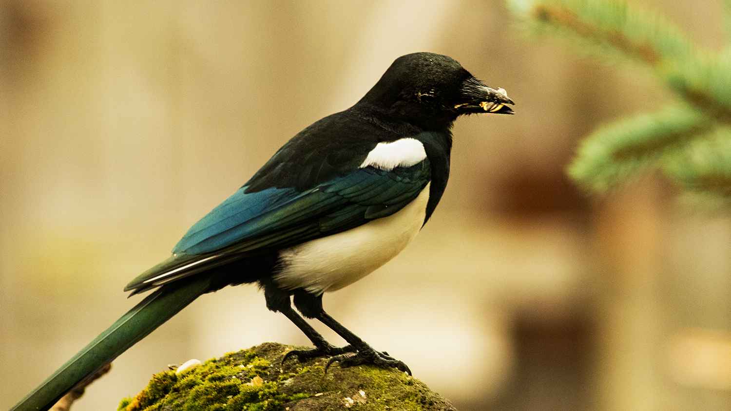 Eurasian Magpie